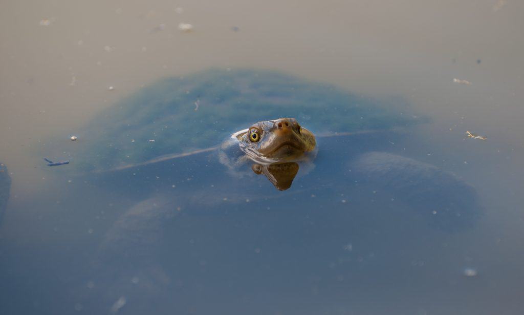 Turtle in dirty water