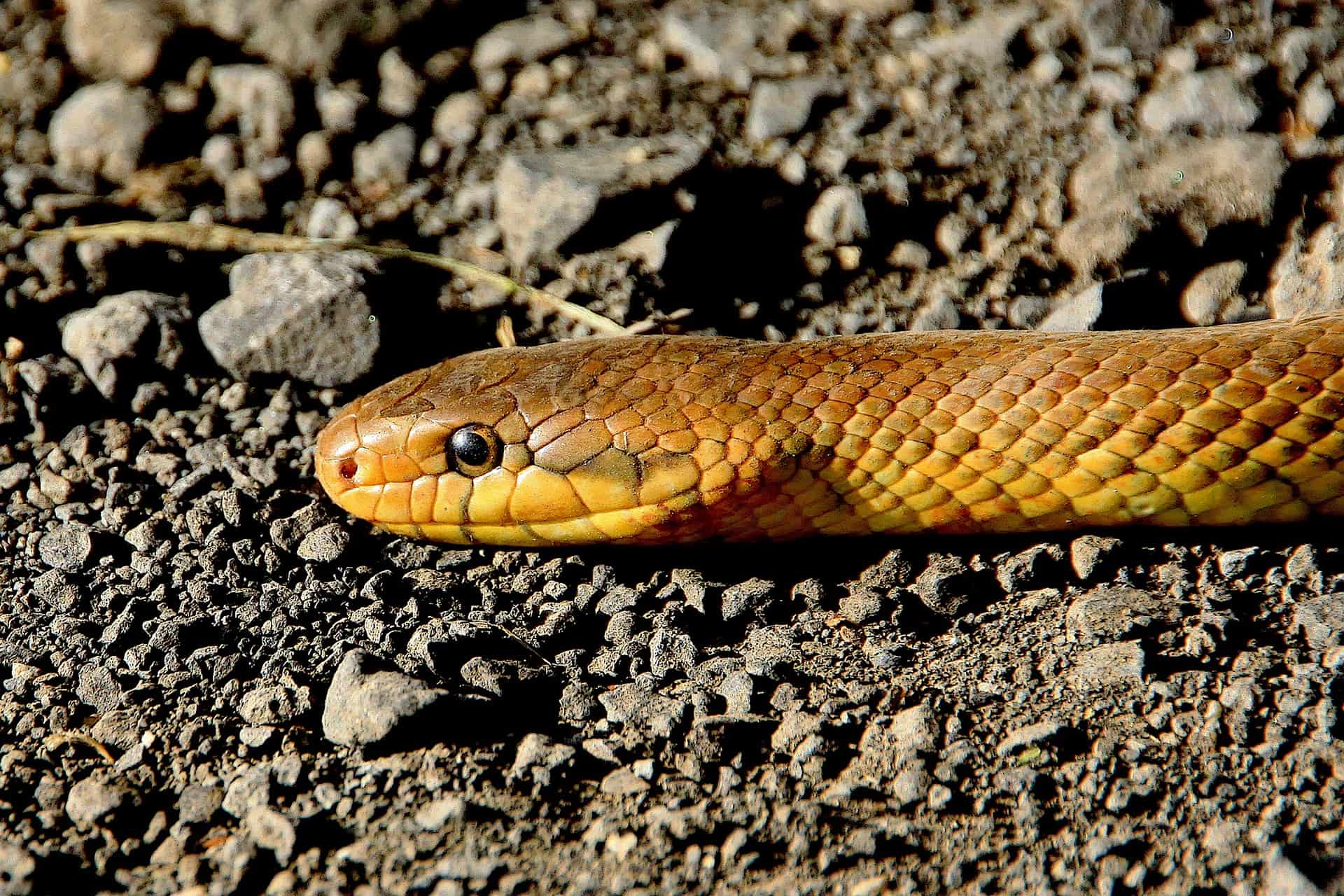 5 Simple Ways To Keep Snakes Away From Your Home Able Camper