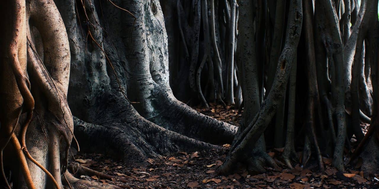 6 Strange Things People Have Found in The Woods