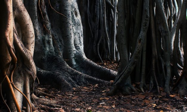 6 Strange Things People Have Found in The Woods