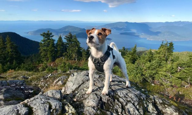 The Ultimate Guide to Hiking With Your Dog