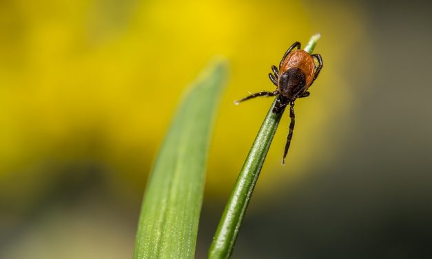How To Prevent Tick Bites When Camping & Hiking