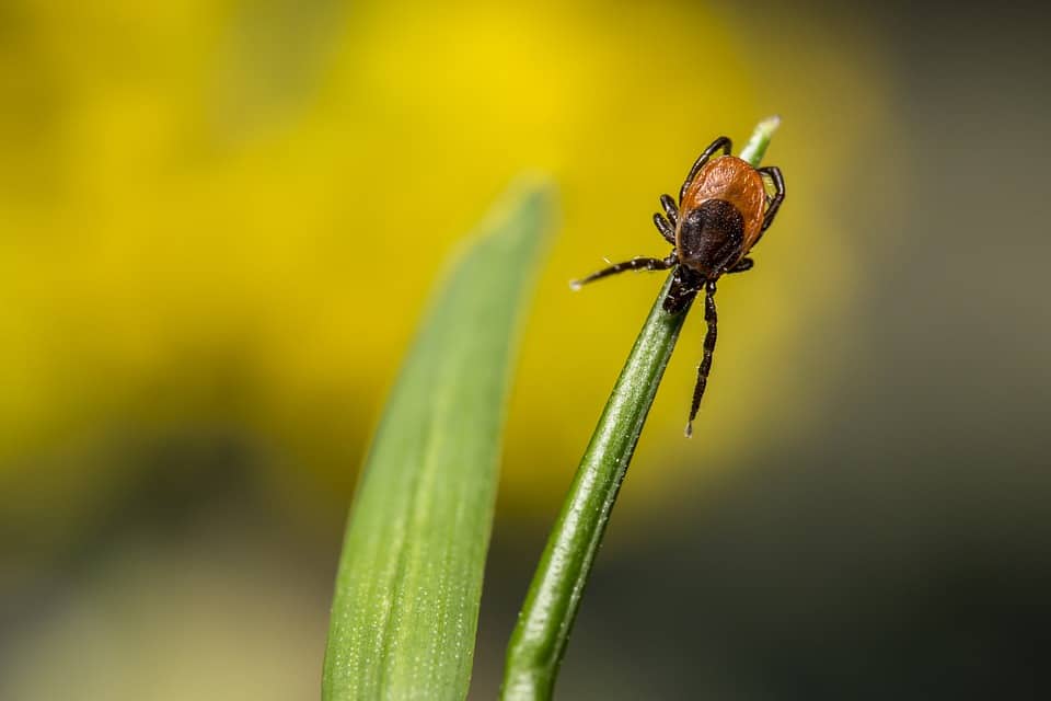 How To Prevent Tick Bites When Camping & Hiking