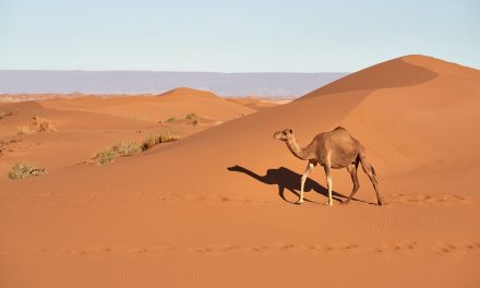 How Have Animals Adapted To Wild Desert Environments?