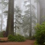 Top 5 Sequoia National Park Camping Spots