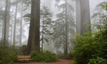 Where You Can Camp at Sequoia National Park