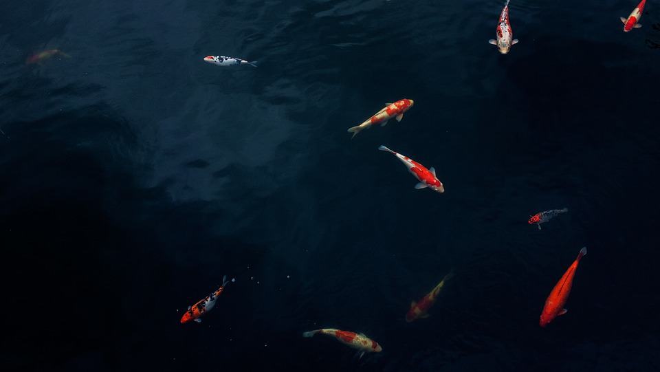 What Do Koi Fish Eat & When to Feed Them