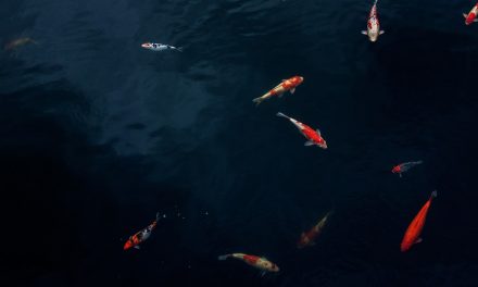 Is it Possible For Fish to Drown?