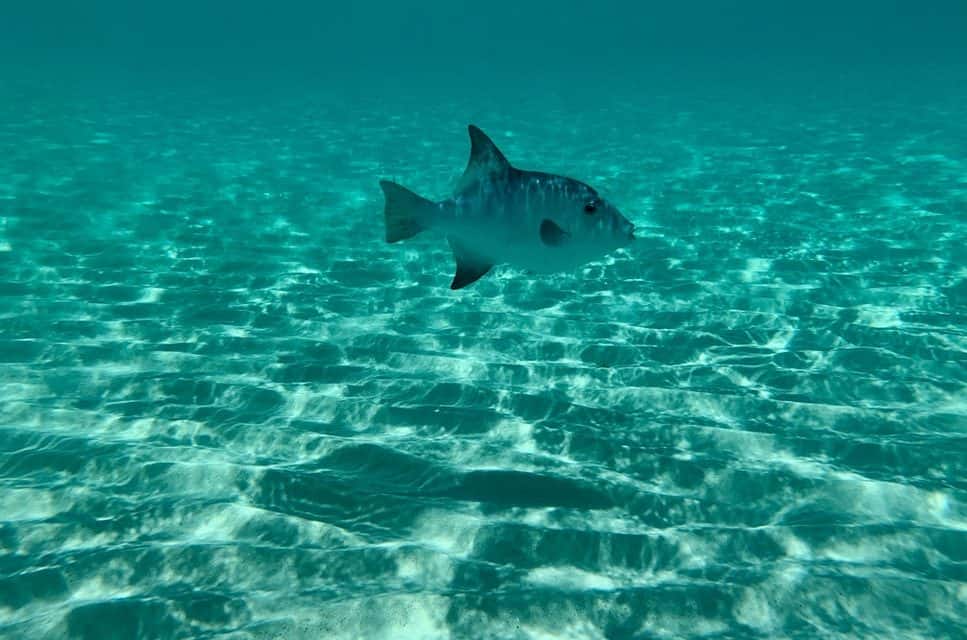 5 Best Underwater Fishing Cameras of 2021