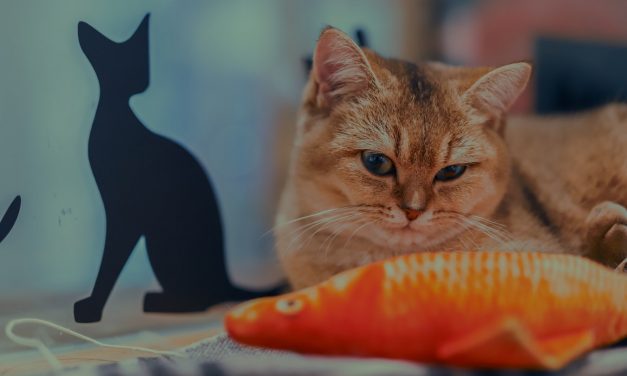 Why Do Cats Like Fish So Much?